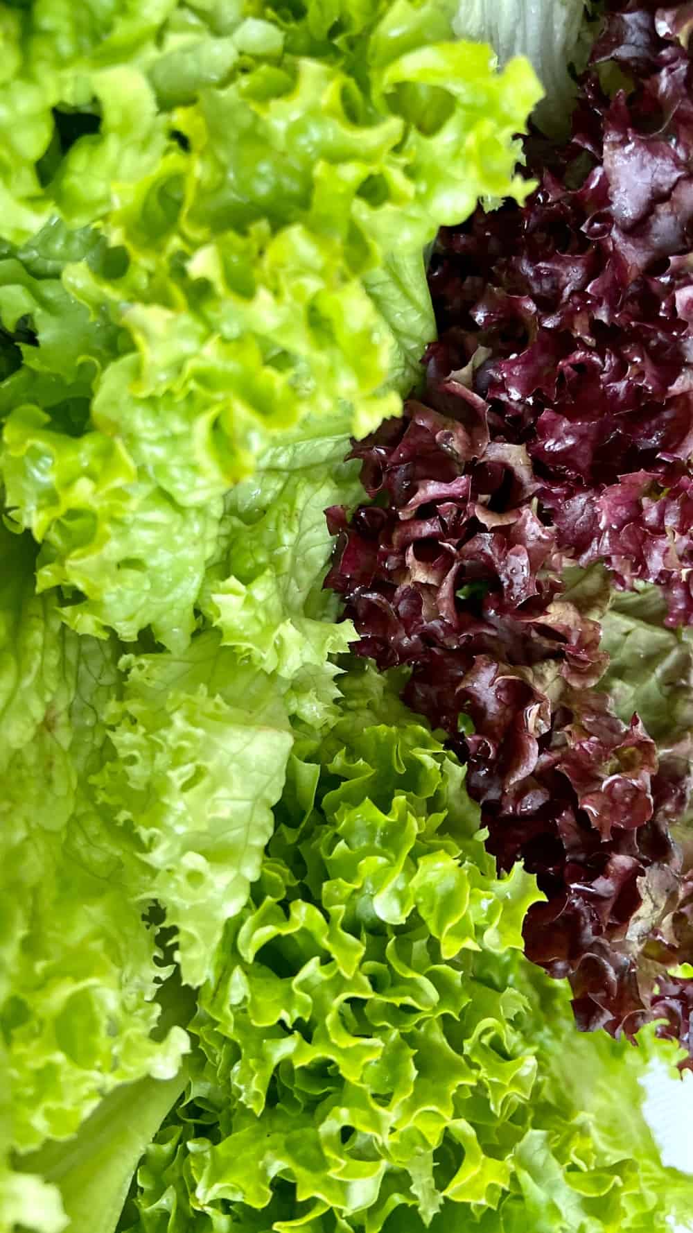 mixed greens for easy Summer Salad
