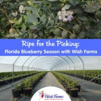 Ripe for the Picking: Florida Blueberry Season with Wish Farms