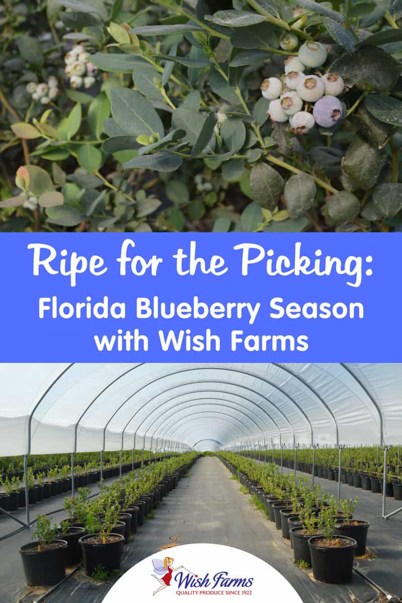 Ripe for the Picking: Florida Blueberry Season with Wish Farms