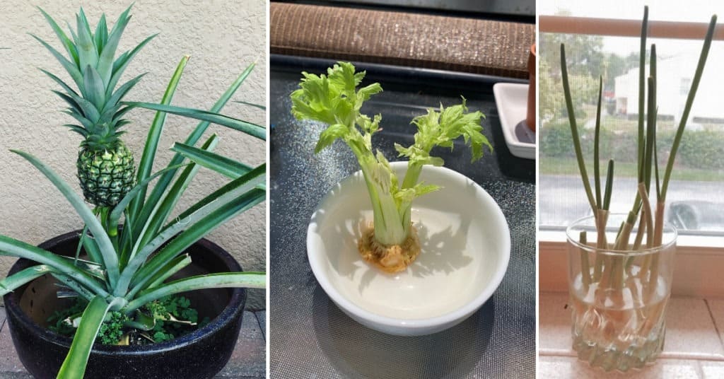 Fruit and vegetables regrowing process.
