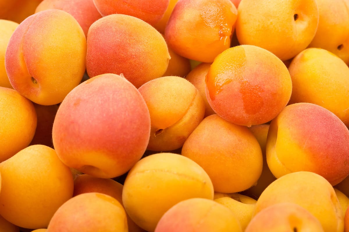 pile of apricots