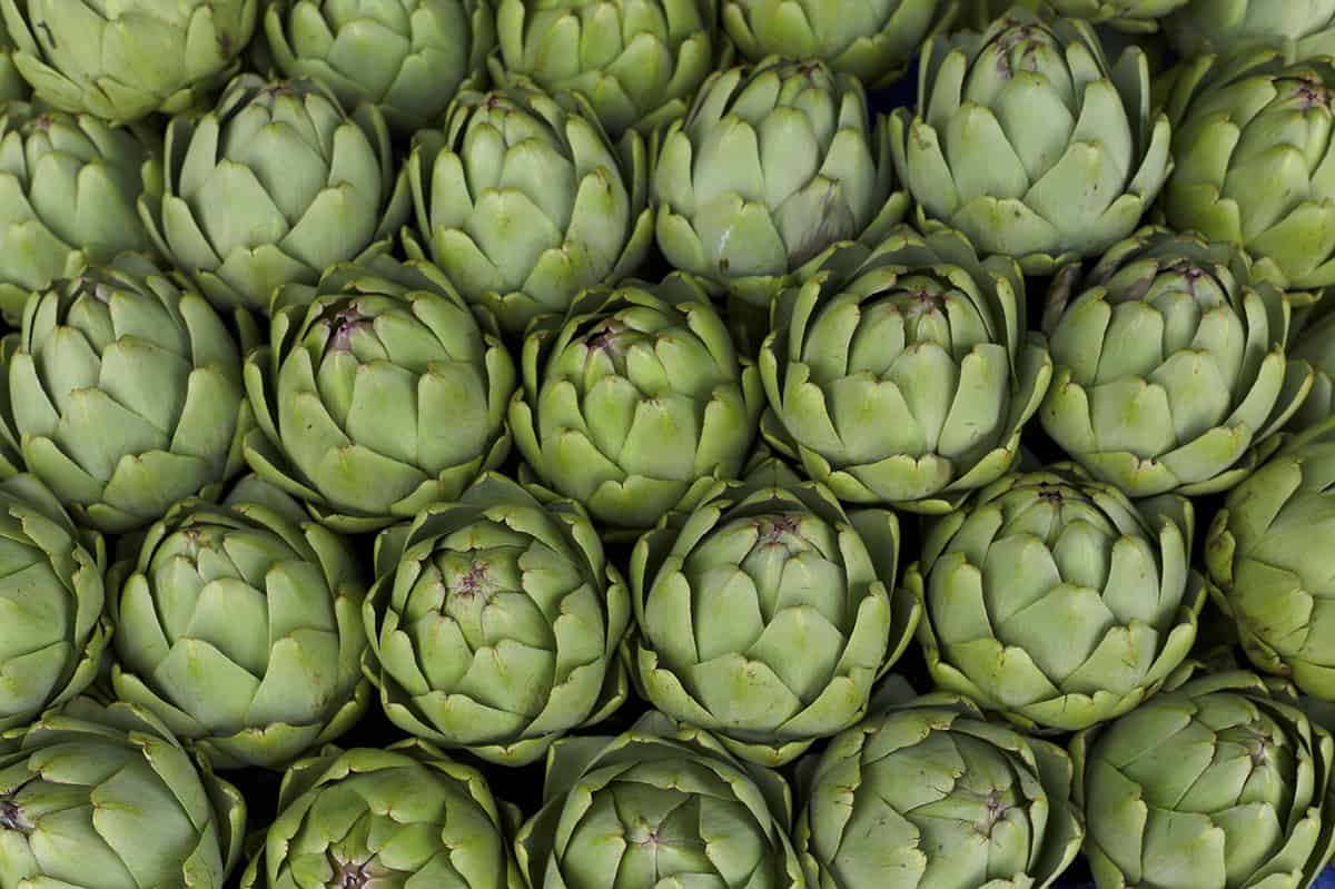 Artichokes in rows