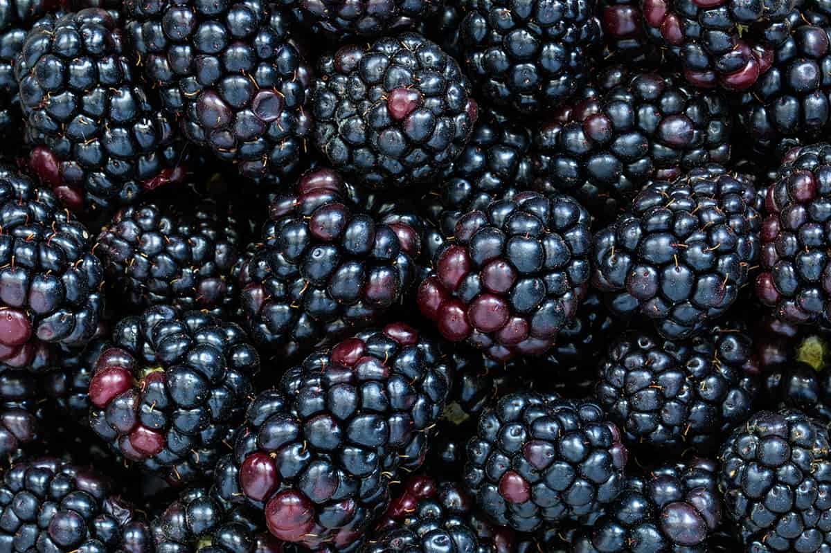 Blackberries for Quinoa Crisp Bowl 