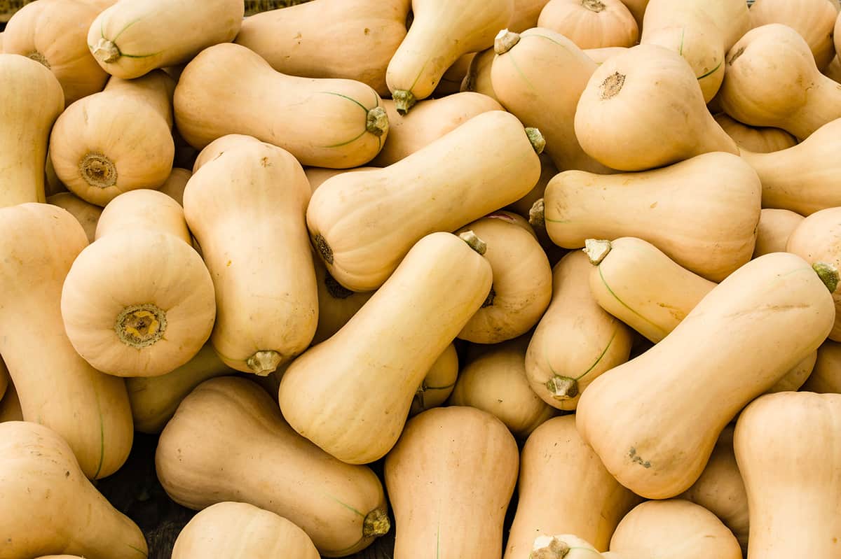 pile of butternut squash