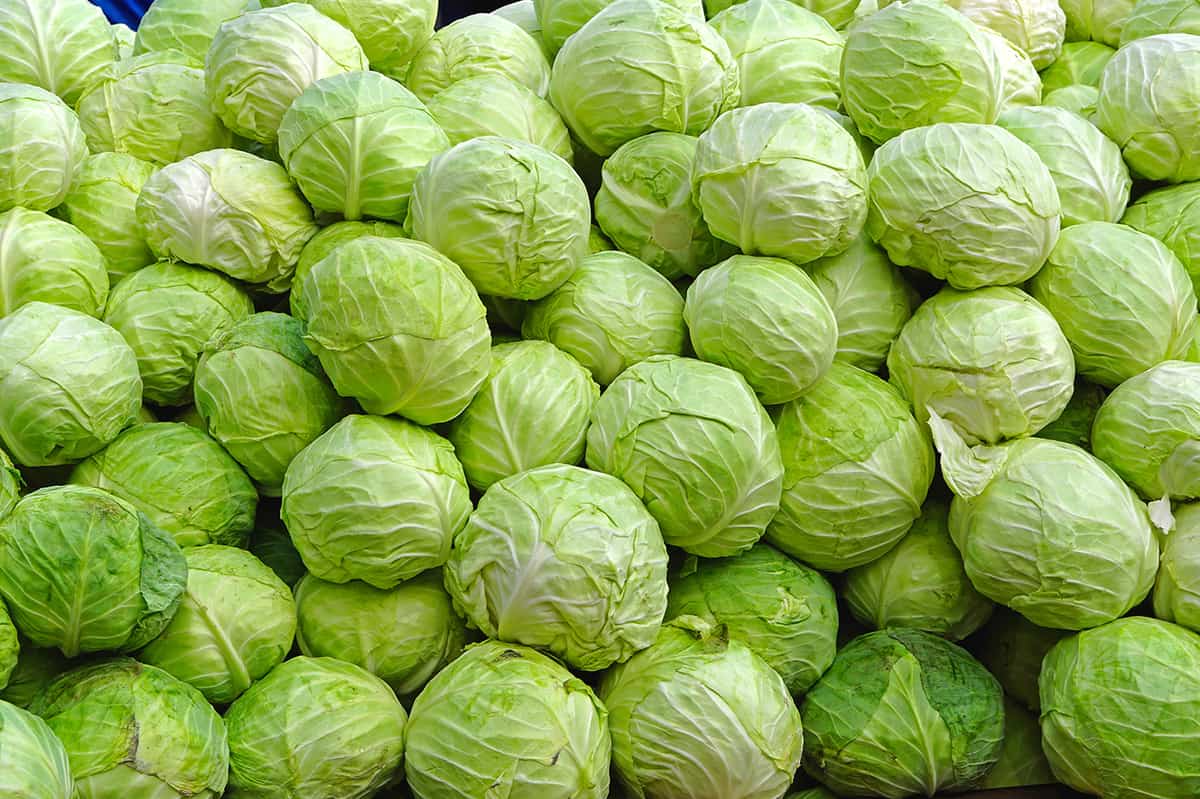 stacked green cabbage