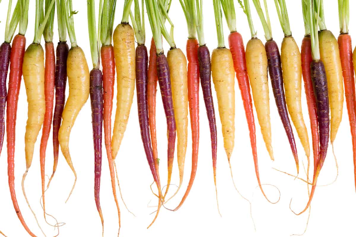 Row of freshly washed red, orange and yellow carrots over white background for concept about organic vegetables