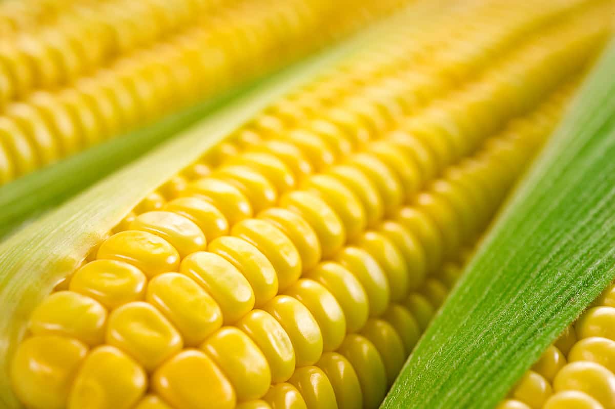 Close up of corn on the cob