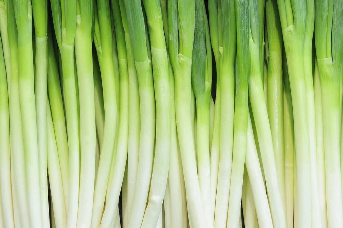 green onions as a background