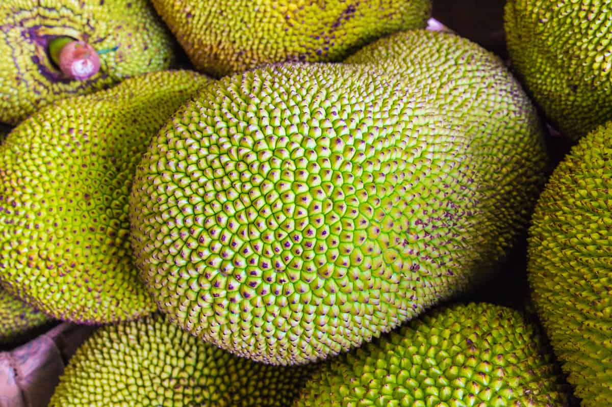 close up of whole jackfruit