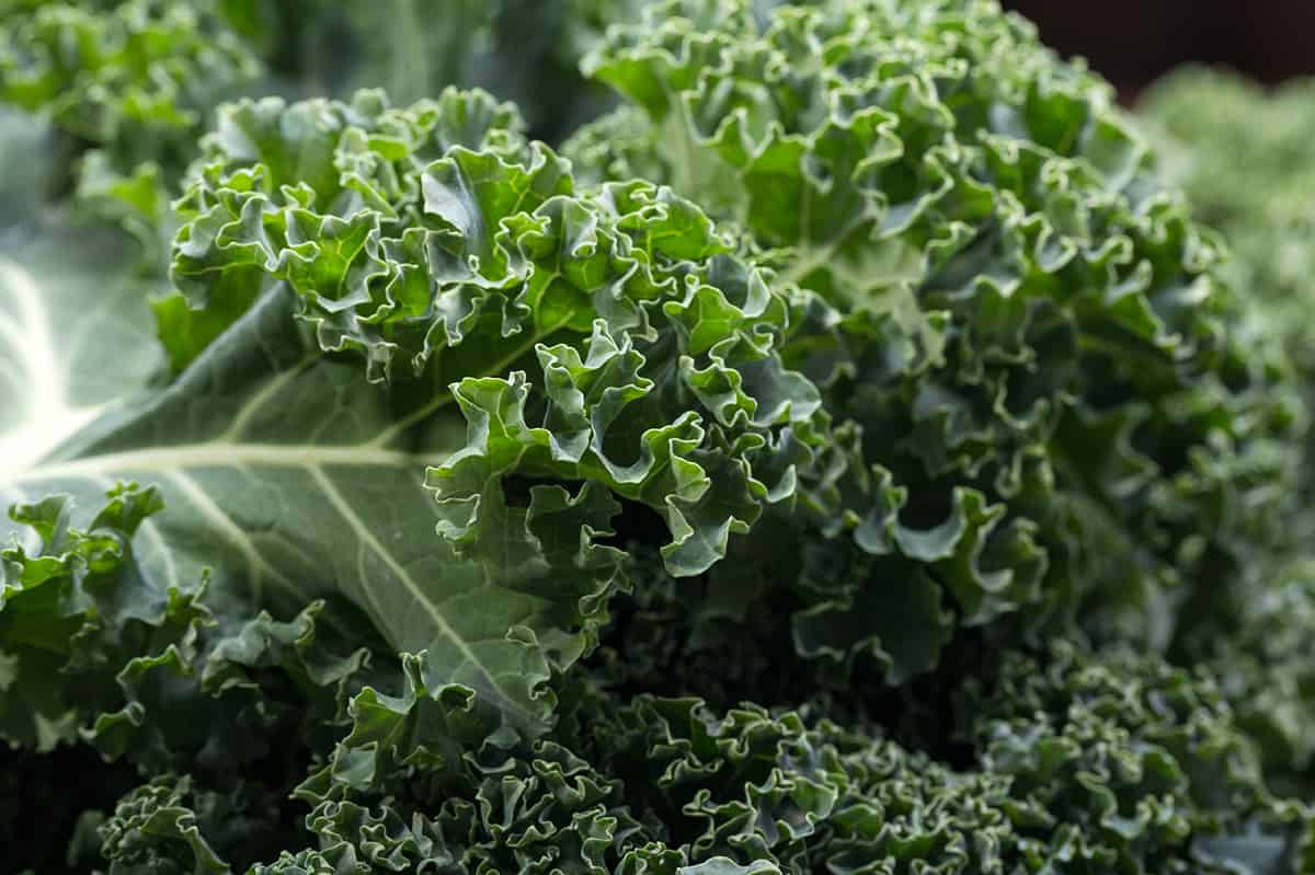 close up of kale leaves