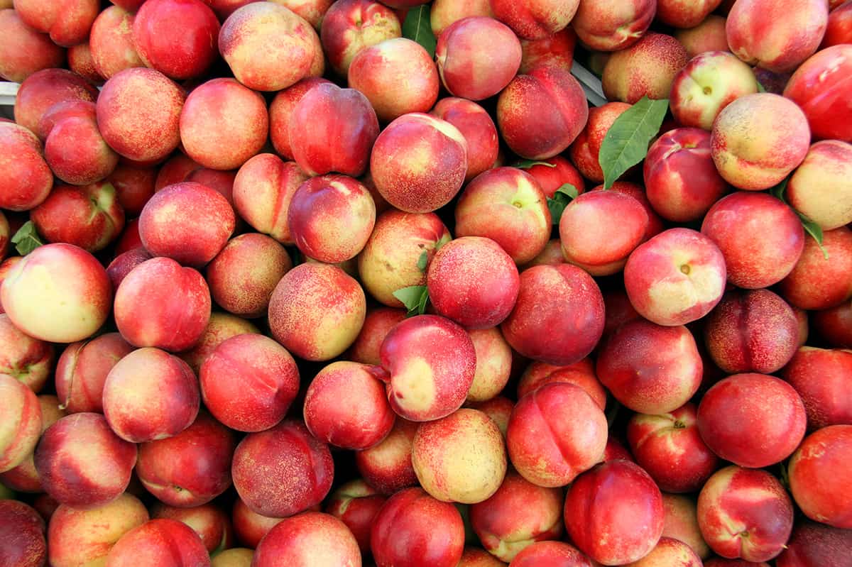 All About Nectarines - How to Pick, Prepare & Store