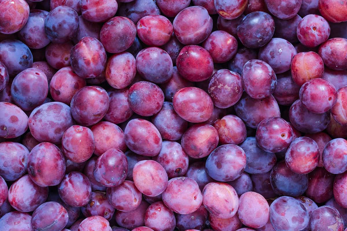 All About Plums - How to Pick, Prepare & Store