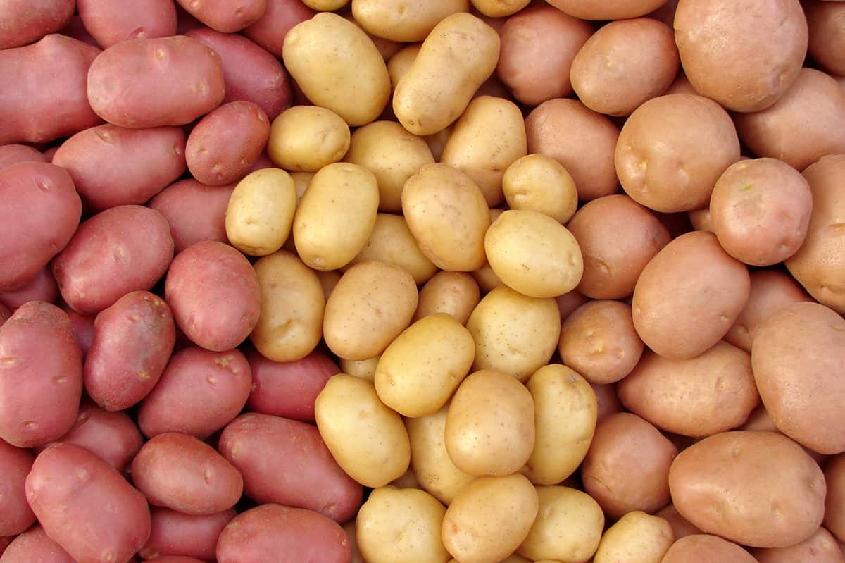 rows of red, gold and russet potatoes