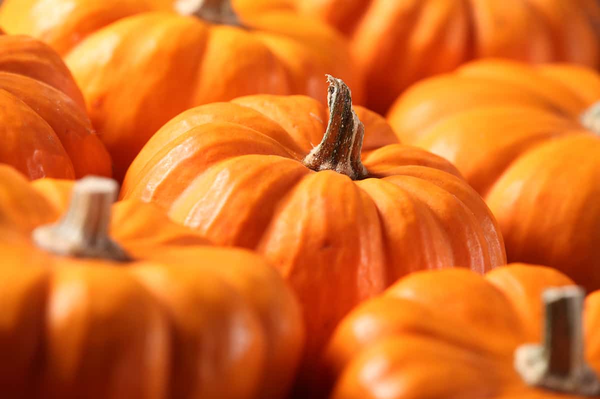 Closeup of small pumpkins