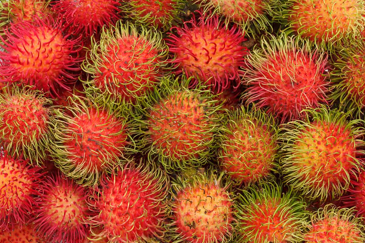 Rambutan fruit 2024