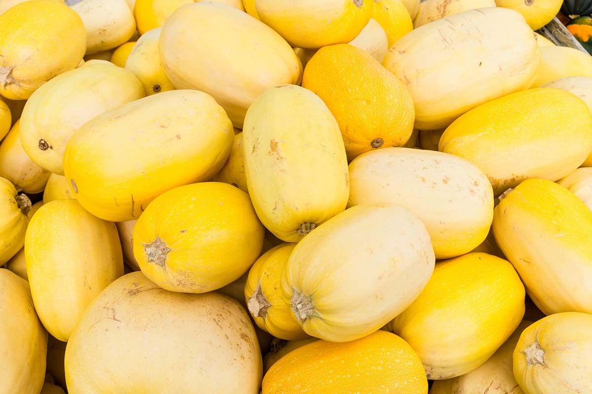 Lots of Spaghetti Squash