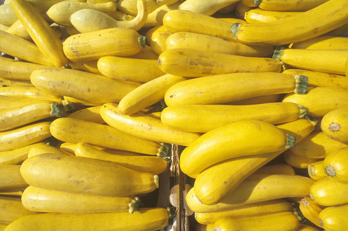 rows of yellow summer squash