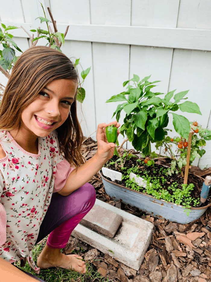 Girl picking peppers from the garden.