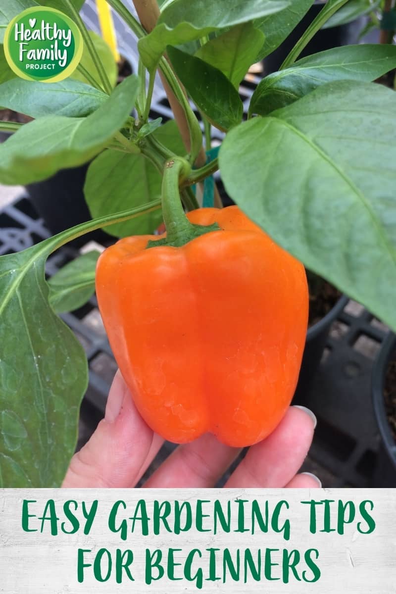 Gardening Tips for Beginners (How to Stop Killing Your Plants ...