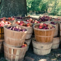 All You Need To Know About Apples + An Insider Look at the Orchards