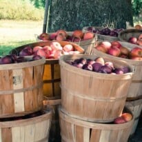 All You Need To Know About Apples