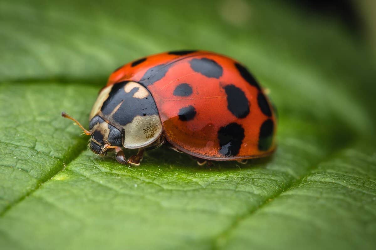 Easy Strawberry Snacks - Ladybug on Leaf